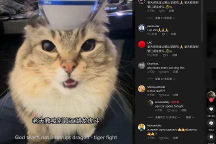 猫咪中文说唱火爆TikTok，东方AI技术征服全球用户