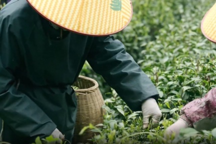 “新茶饮爆款”的背后：安徽小伙20年磨一剑，年销过亿的创业传奇